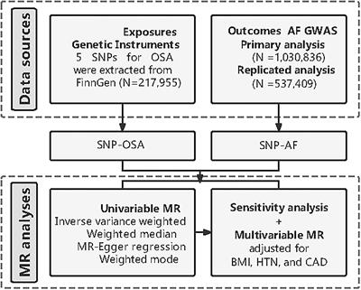 Assessment of the Causal Effects of Obstructive Sleep Apnea on Atrial Fibrillation: A Mendelian Randomization Study